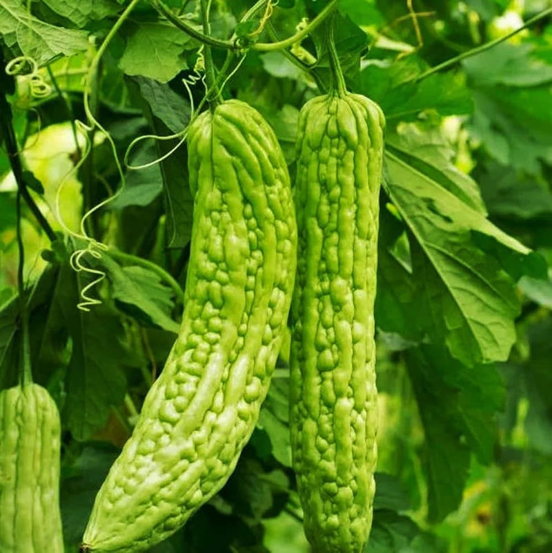 Grüne bitter melon samen für aussaat non gmo
