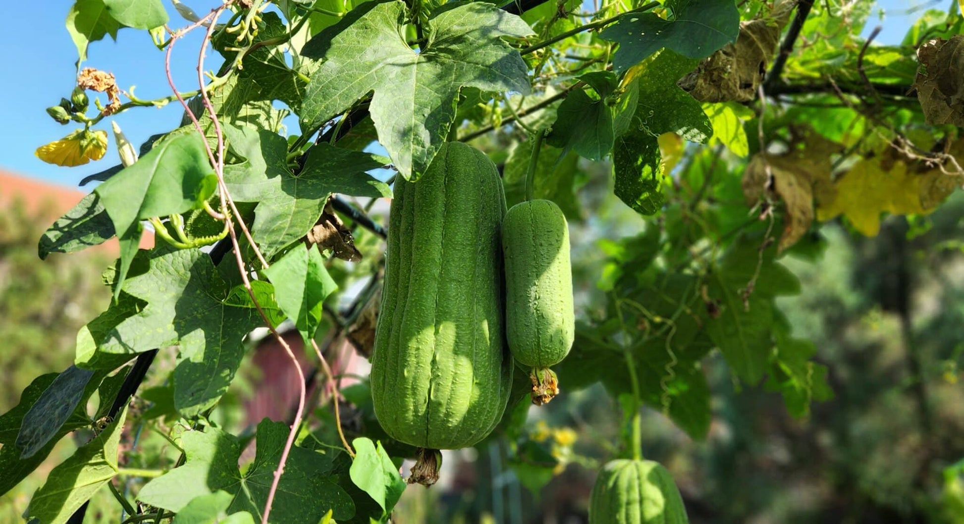Grüne brown luffa esmeralda pflanze flowers in bloom