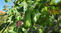 Grüne brown luffa esmeralda pflanze flowers in bloom
