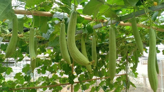 Freshly harvested grüne brown luffa esmeralda fruits aus garten