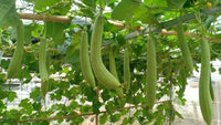 Freshly harvested grüne brown luffa esmeralda fruits aus garten
