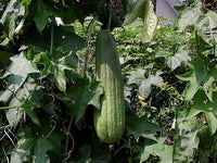 Mature grüne brown luffa esmeralda vine with grüne foliage