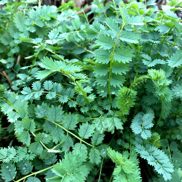 Green Burnet Pflanze Samen for Easy Zuhause Garten Aussaat