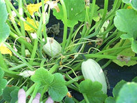 Harvest-ready grüne bush delicata aus samen