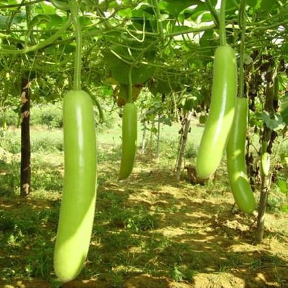 Grüne calabash samen für aussaat