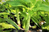 Grüne celtuce asparagus gemüse samen für aussaat