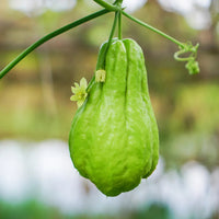 Non-gmo grüne chayote samen für aussaat