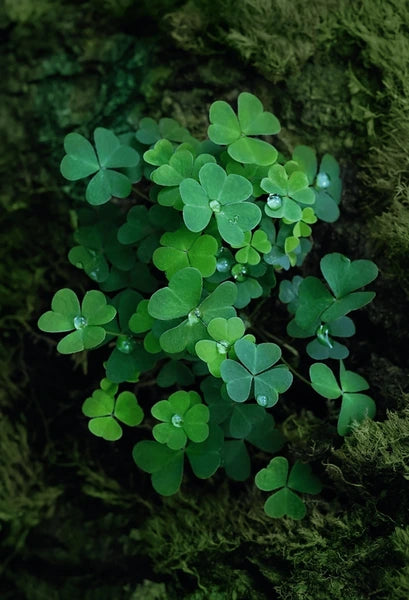 Grün Clover Blumensamen zur Aussaat – Halbschatten verträglich – Traditionssorte & ohne Gentechnik Samen Hausgarten