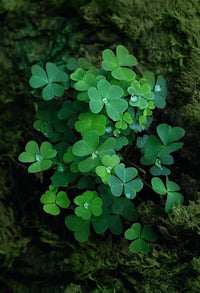 Grün Clover Blumensamen zur Aussaat – Halbschatten verträglich – Traditionssorte & ohne Gentechnik Samen Hausgarten