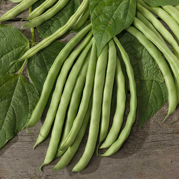 Bush bean pflanzen aus grüne contender samen in garten