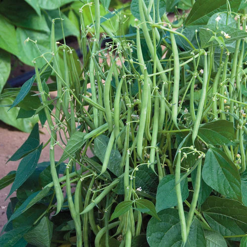 Grüne contender bean samen für aussaat bush bean variety