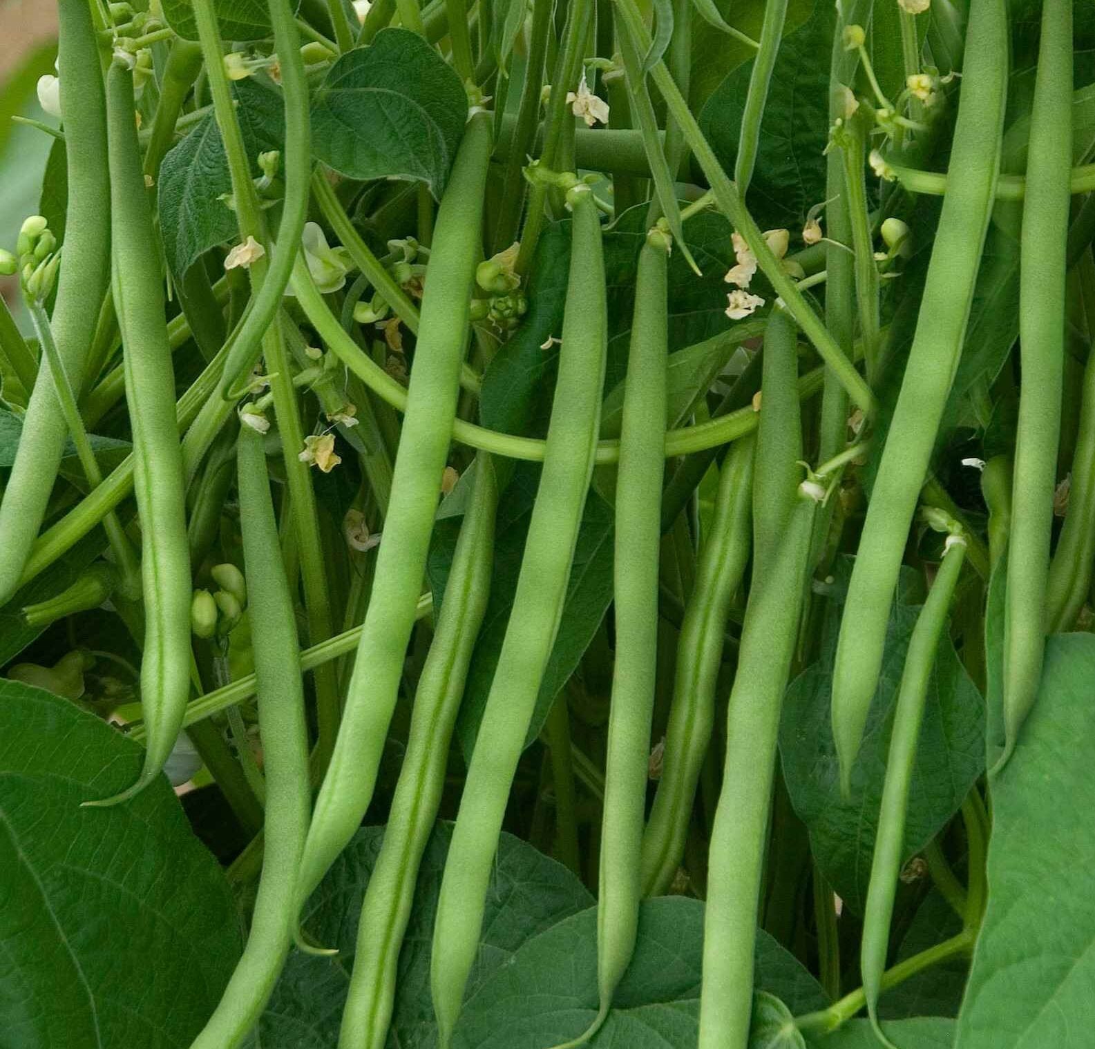 Grüne contender bean pflanze gezogen aus samen