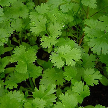 Grüne coriander samen für aussaat