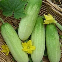 Grüne cucumber pflanzen gezogen aus cucumber samen in home garten