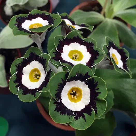 Grün Halbschatten Auricula Blumensamen zur Aussaat – Halbschatten verträglich – Traditionssorte & ohne Gentechnik Samen Hausgarten