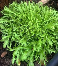 Grüne endive seedlings wachsend in soil