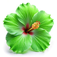 Grün Hibiskus Blumensamen zur Aussaat Wildblume Mischung Traditionssorte & ohne Gentechnik Samen Hausgarten