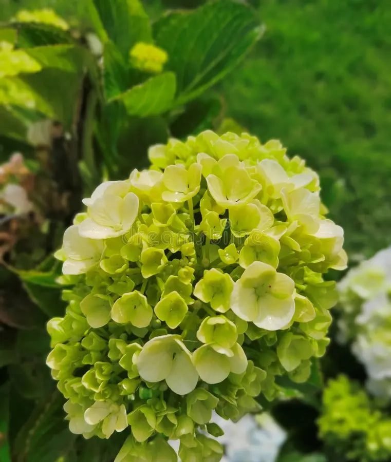 Thick Grün Hortensie Blumensamen einfache Aussaat