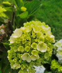 dunkel Grün Hortensie Blumensamen zur Aussaat