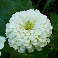 Weiß (weiß grün) samen for anpflanzung in home garten