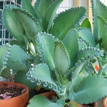 Grün kalanchoe succulent samen for home gardening