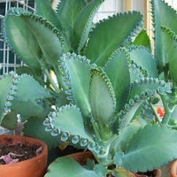 Grün kalanchoe succulent samen for home gardening