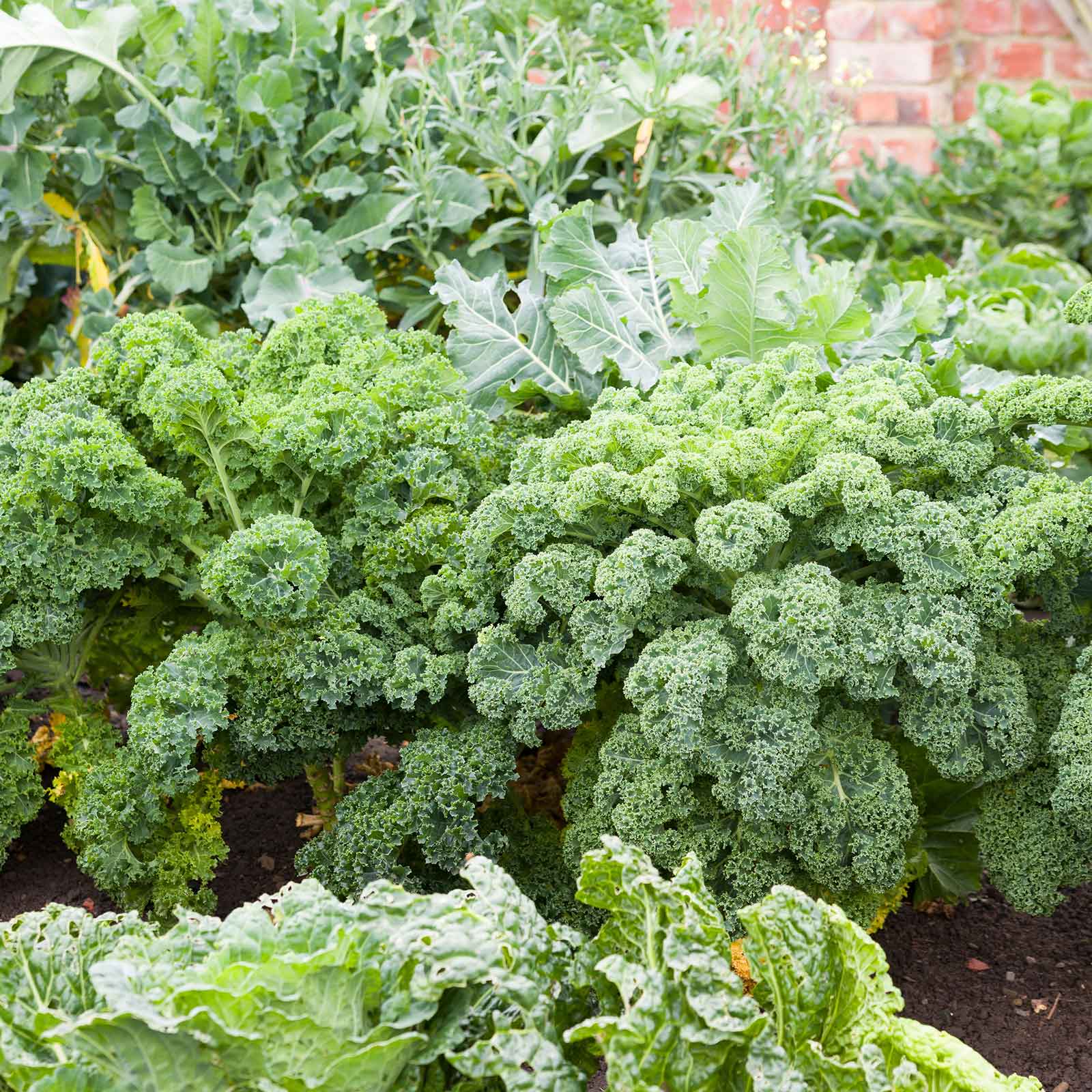 Kale pflanzen aus grüne kale samen in garten