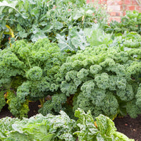 Kale pflanzen aus grüne kale samen in garten