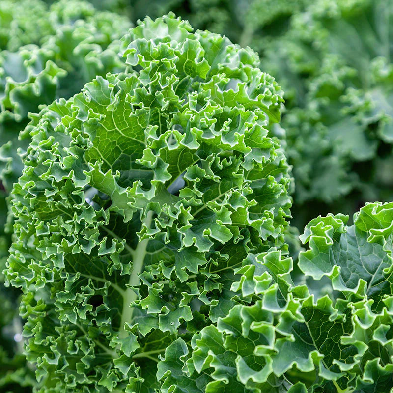 Grüne kale samen für aussaat cool season blattreiche variety