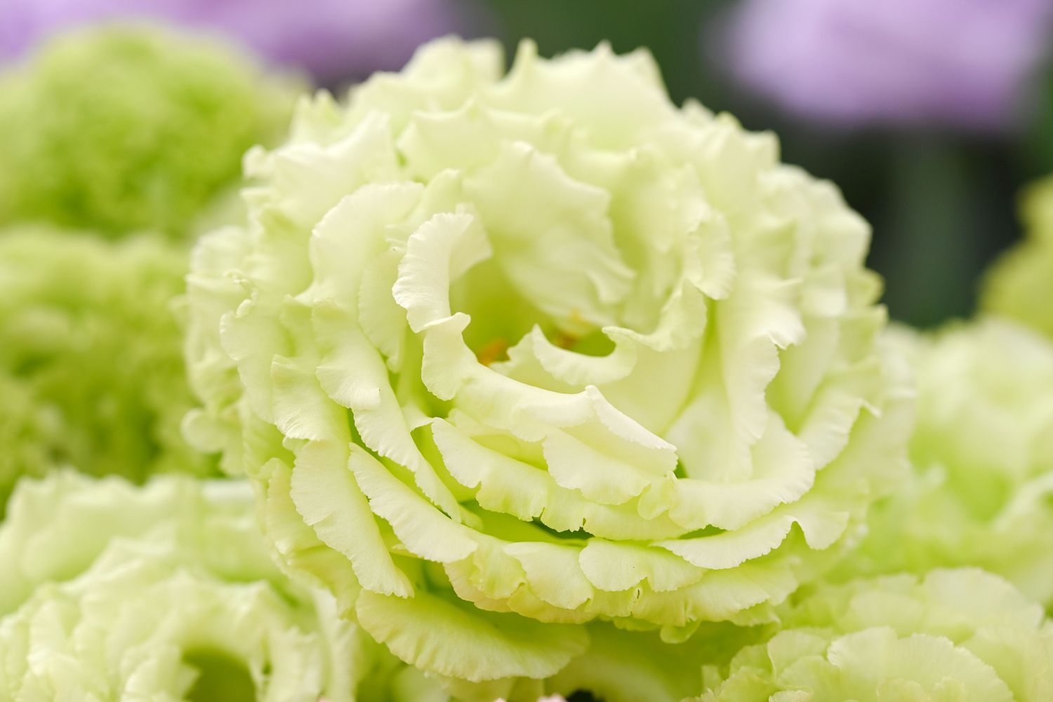 hell Grün Lisianthus Blumensamen zur Aussaat – pflegeleicht – Traditionssorte & ohne Gentechnik Samen Hausgarten