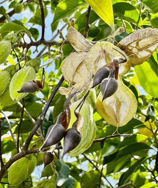 organic agarwood aquilaria samen für pflanzung rare aromatic tree samen für growing