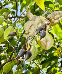 organic agarwood aquilaria samen für pflanzung rare aromatic tree samen für growing