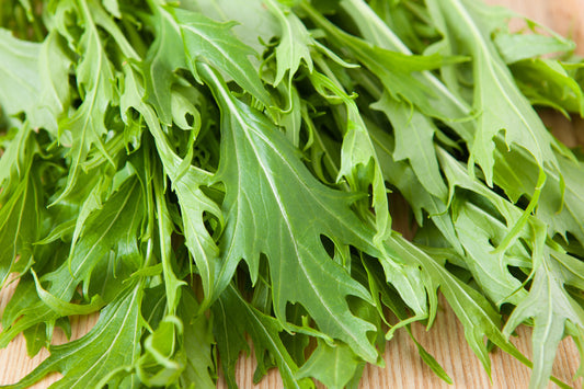 Green Mizuna Mustard Samen Brassica juncea producing Japanese greens with serrated leaves