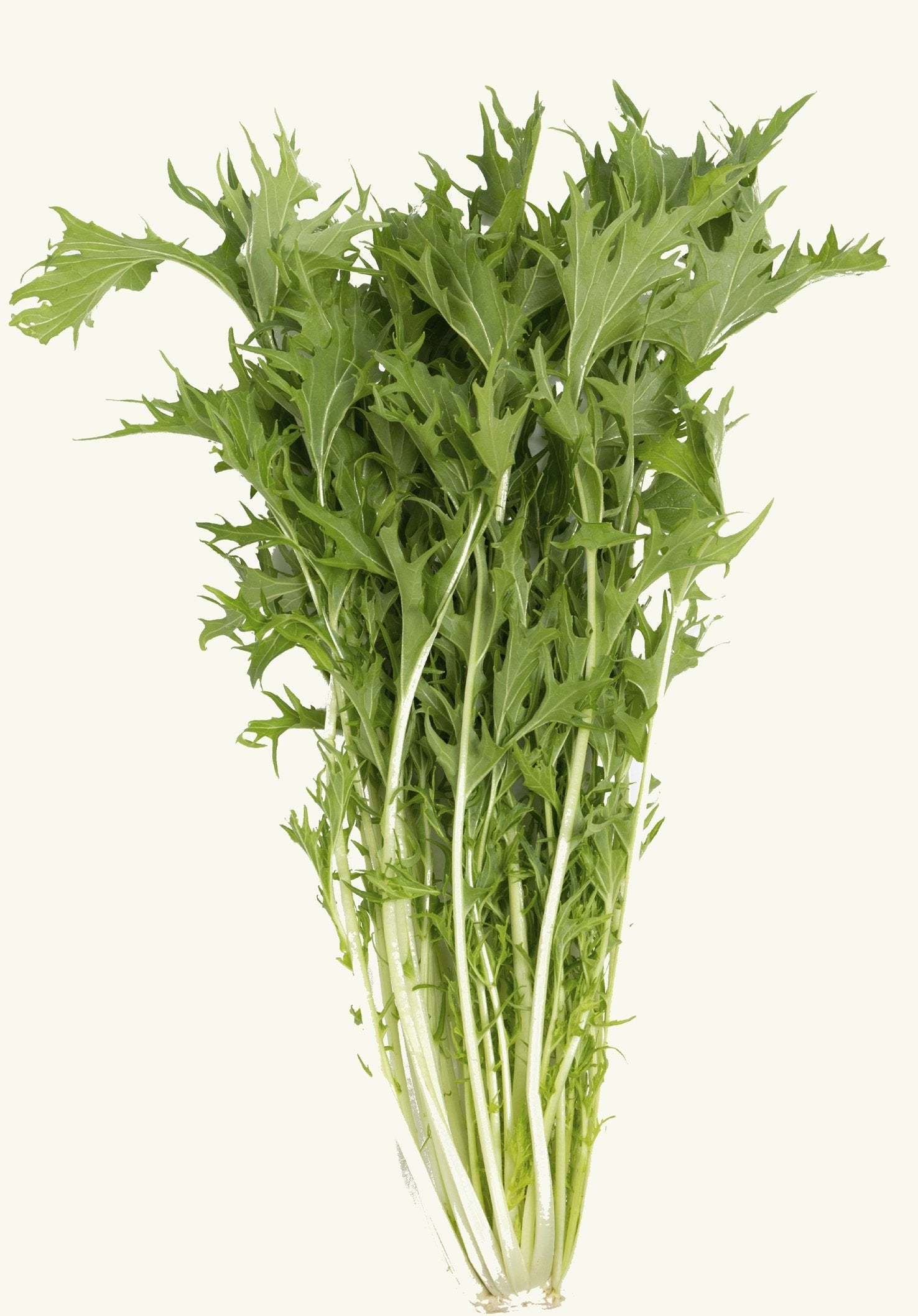 Green Mizuna Mustard Samen thriving in container and raised bed gardens