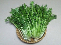Tender leafy green mizuna Pflanzen grown from high-Qualität mustards Samen