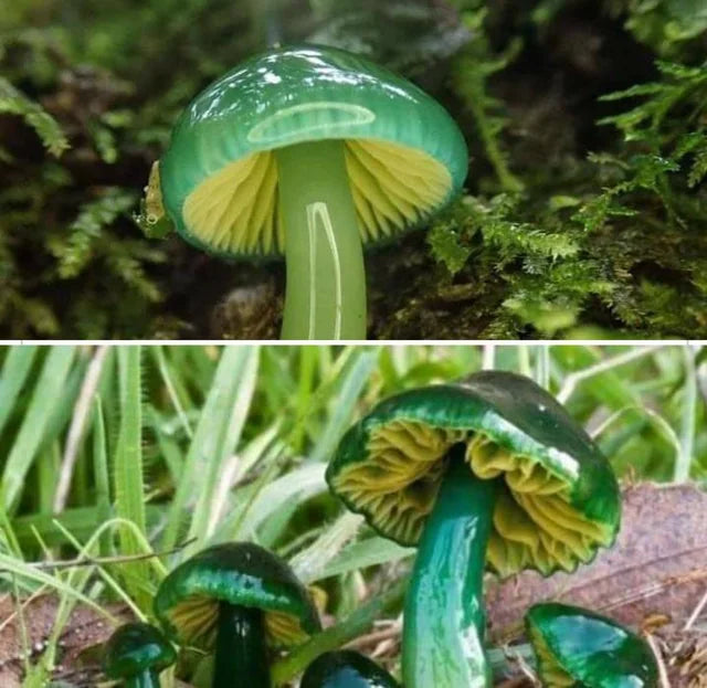 Grüne pilz samen für aussaat in home gardens