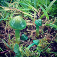 Grüne pilze wachsend in garten beds or containers