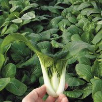 Green Pak Choi Samen for Gemüse Planting