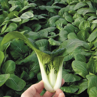 100 Stück