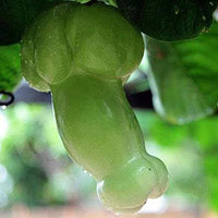 Grüne penis melon samen für aussaat non-gmo variety