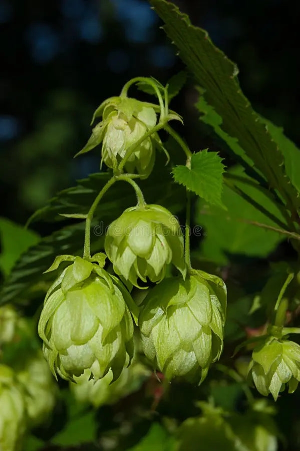 Grün Hop Blumensamen zur Aussaat – pflegeleicht – Traditionssorte & ohne Gentechnik Samen Hausgarten