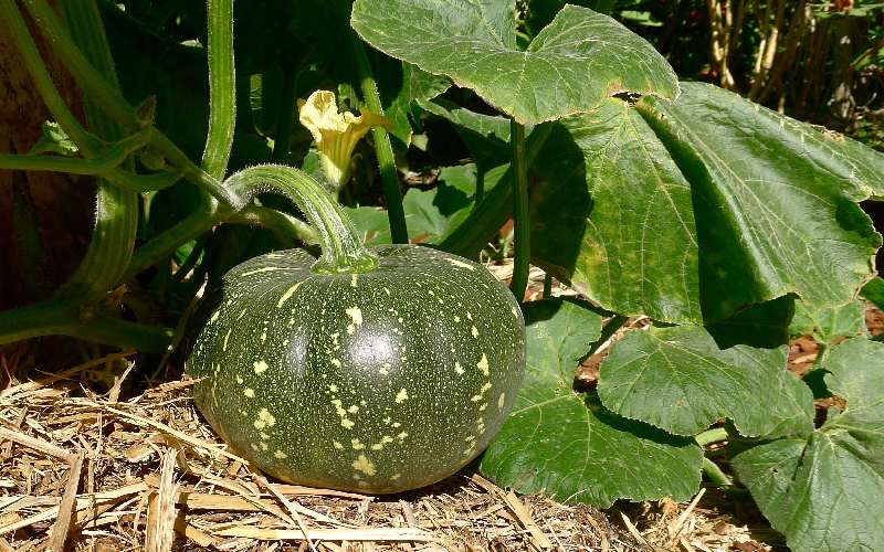 Grüne pumpkin samen für aussaat non gmo variety