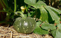 Grüne pumpkin samen für aussaat non gmo variety