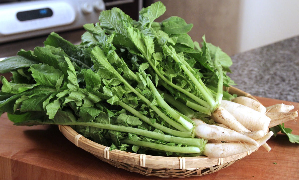 Freshly harvested grüne radishes aus garten