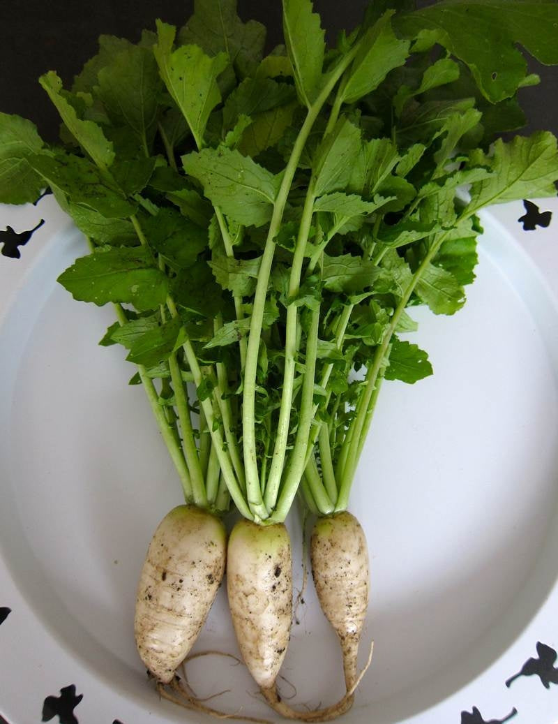 Mature grüne radish pflanzen with blattreiche greens