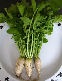 Mature grüne radish pflanzen with blattreiche greens