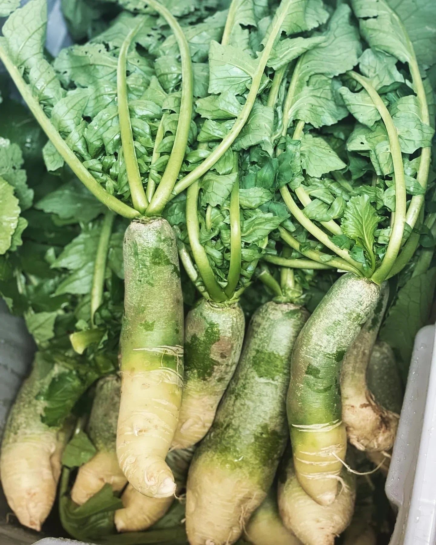 Grüne radish samen für home gemüse garten aussaat