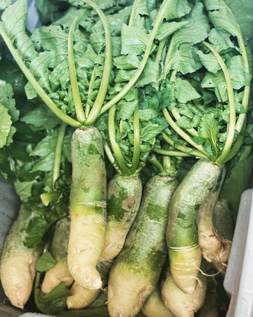 Grüne radish samen für home gemüse garten aussaat