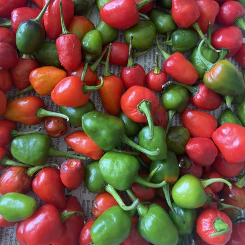 Healthy grüne and red chili pflanzen gezogen aus premium samen