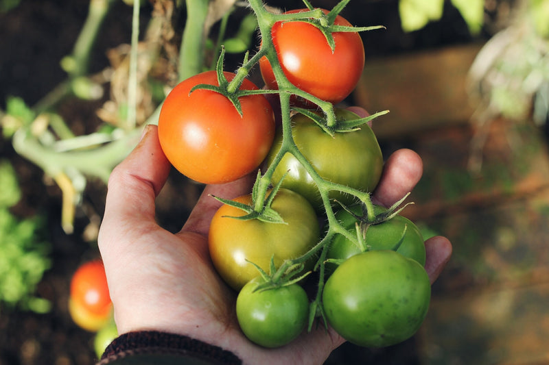 Grüne and red tomato samen für home garten aussaat